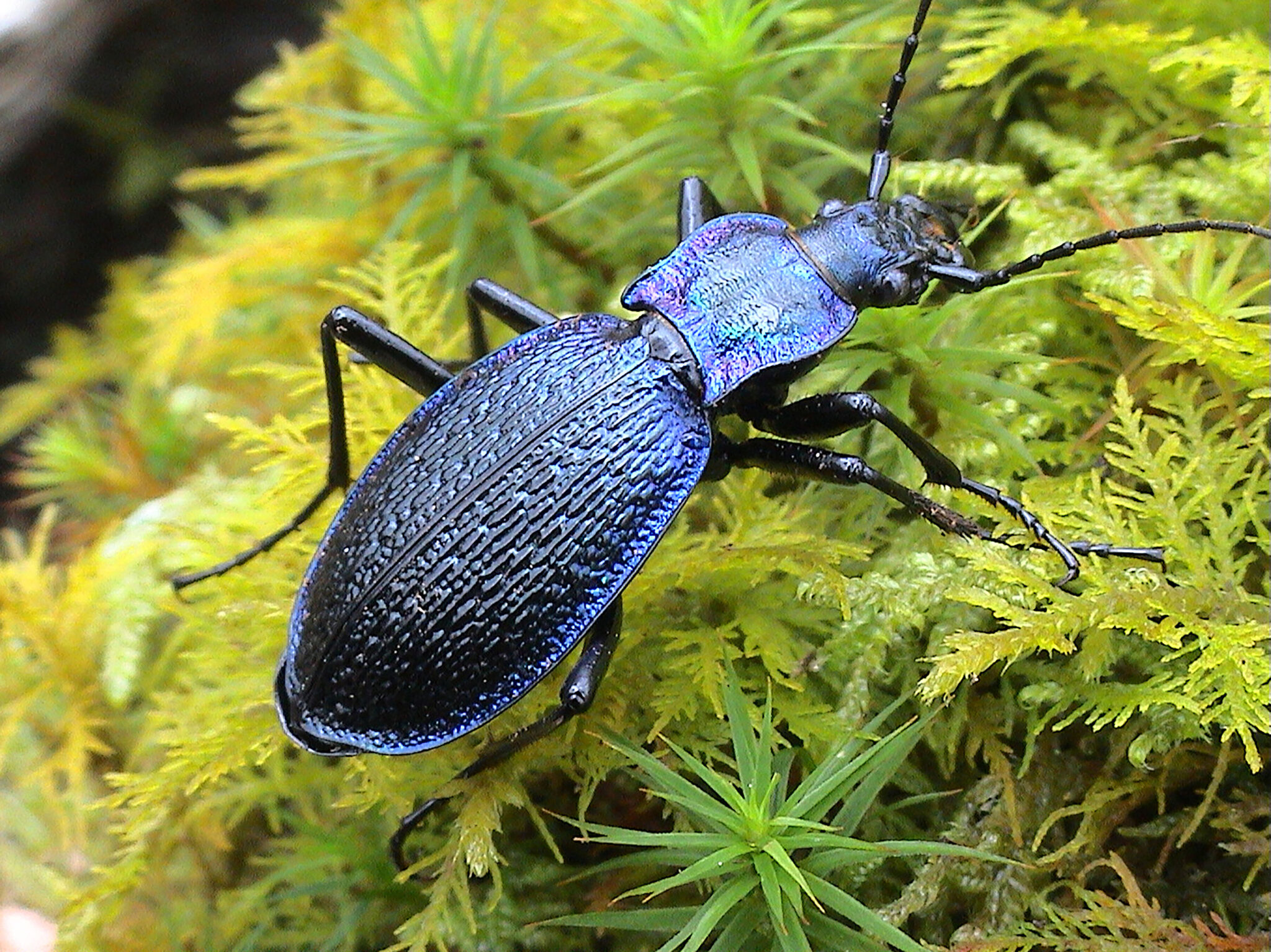 Blue ground beetle (C) John Walters