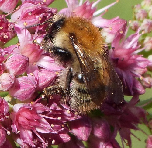 A carder bumblee sp. collecting pollen from a cluster of small pink flowers. The bee has a striped furry brown, shiny black abdomen. It's wings are a clear brown protudingfrom a very furry body which has a reddy brown centre and paler brown outer. The face and forelegs are shiny black. The back legs are shiny brown-black at the tops and bottoms but brown and furry in the centre with pollen visibly stuck to them. There are also clearly segmented black antennae protruding from the head.