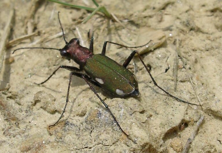Cliff tiger beetle (Cicindela germanica) (c) Andrew Whitehouse