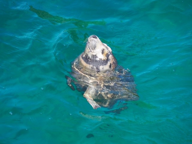 A seal is bobbing in turquoise blue water with it's head out of the water and body visble, but blurred below the surface of the sea. The seal is white and grey splodged and has it's eyes closed, facing towards the left, with whiskers visible on a short snout that points towards the sky.