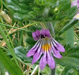 Cornish eyebright - Peter Llewellyn
