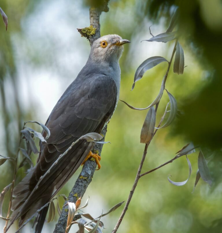 The cuckoo sits on a semi-visible branch within a tree against a backdrop of more trees. The bird has grey back, wings, tail, and beak. The head, neck and underbelly are all a paler grey that goes into white with broken brown bars towards the bottom of the underbelly. The legs, feet and eye ring are all a bright yellow.