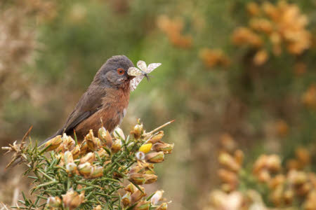 A Dartford warbler sits on a gorse branch with yellow flowers visible, the background is blurred gorse bushes. The small bird has a small pale yellow butterfly in its beak. The bird has a grey head, back and wings, and a reddy brown belly and chest. A distinctive red eye ring around a black eye is visible. The feet and legs cannot be seen.
