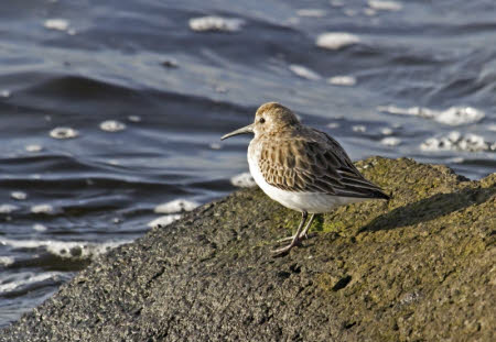 A Dunlin sits on a piece of rocky coast looking to the right, out to sea. It has a white bib and belly, with pale brown- yellow legs. The back, wings, and head are a mottled light brown, getting lighter towards the head. The beak is a very pale brown and long and thin, tapered to a point. The eyes are are black and circular.