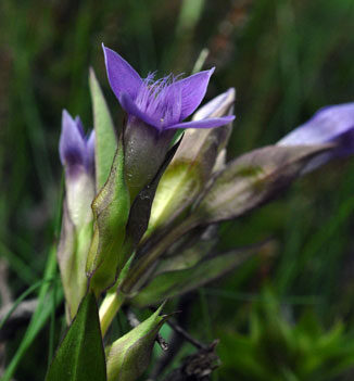 Field gentian - Peter Llewellyn