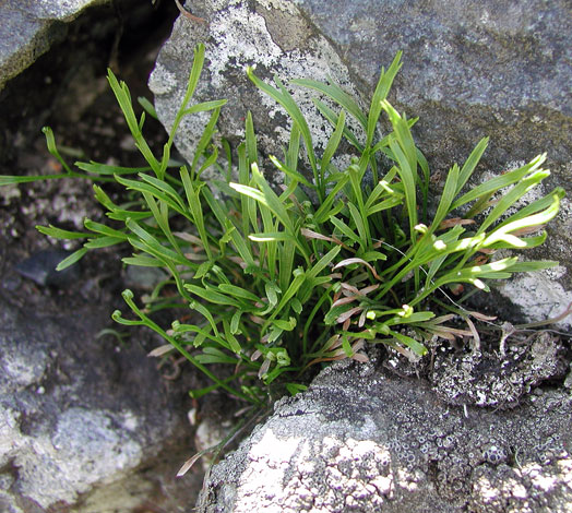 Forked spleenwort - Peter Llewellyn