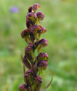 Frog orchid - Peter Llewellyn