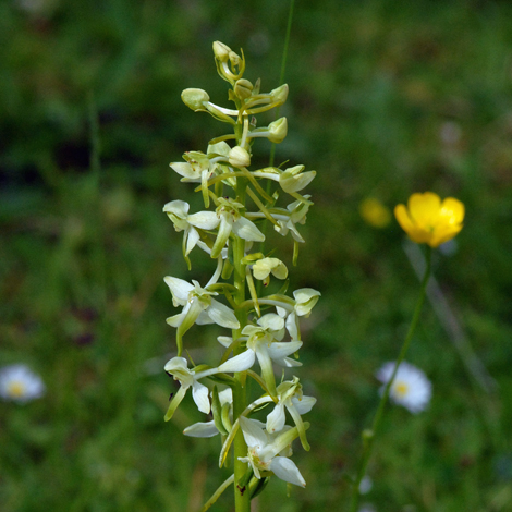 Greater butterfly orchid - Peter Llewellyn