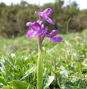 Green winged orchid - Peter Llewyn, UK Wildflowers