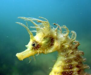 Spiny (long-snouted) seahorse, Neil Garrick-Maidment, The Seahorse Trust