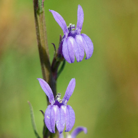 Heath lobelia - Peter Llewyn, UK Wildflowers