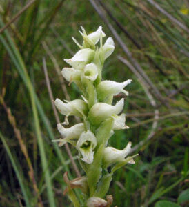 Irish ladies-tresses - Peter Llewellyn