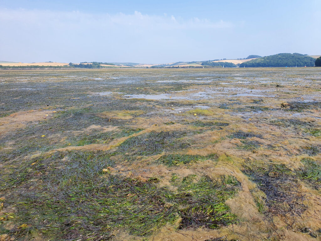 Kingsbridge Estuary, Amelia Sturgeon
