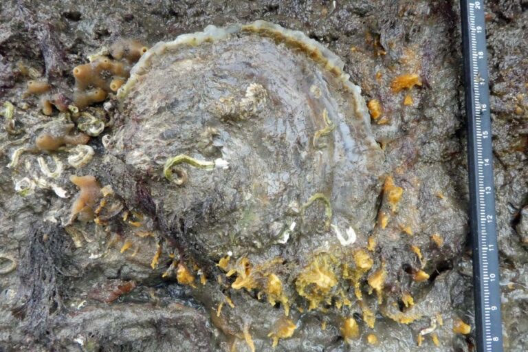 A native oyster is photographed on a grey rock with yellow lichen like plant matter growing sporadically around its edges. The oyster itself is a rounded semi-circle shape and light grey in colour with a hard matte shell.