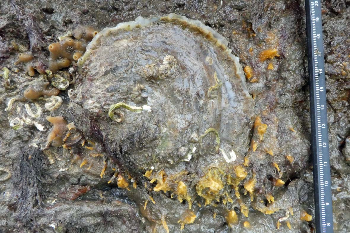 A native oyster is photographed on a grey rock with yellow lichen like plant matter growing sporadically around its edges. The oyster itself is a rounded semi-circle shape and light grey in colour with a hard matte shell.