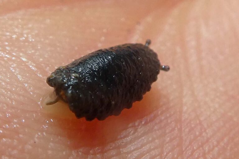 The tiny slug sits on a someones palm in a zoomed in photo emphasising its small size. The slug is facing away from the camera, meaning the all black bodies ribbed texture is visble as well as two small antennae on its head.