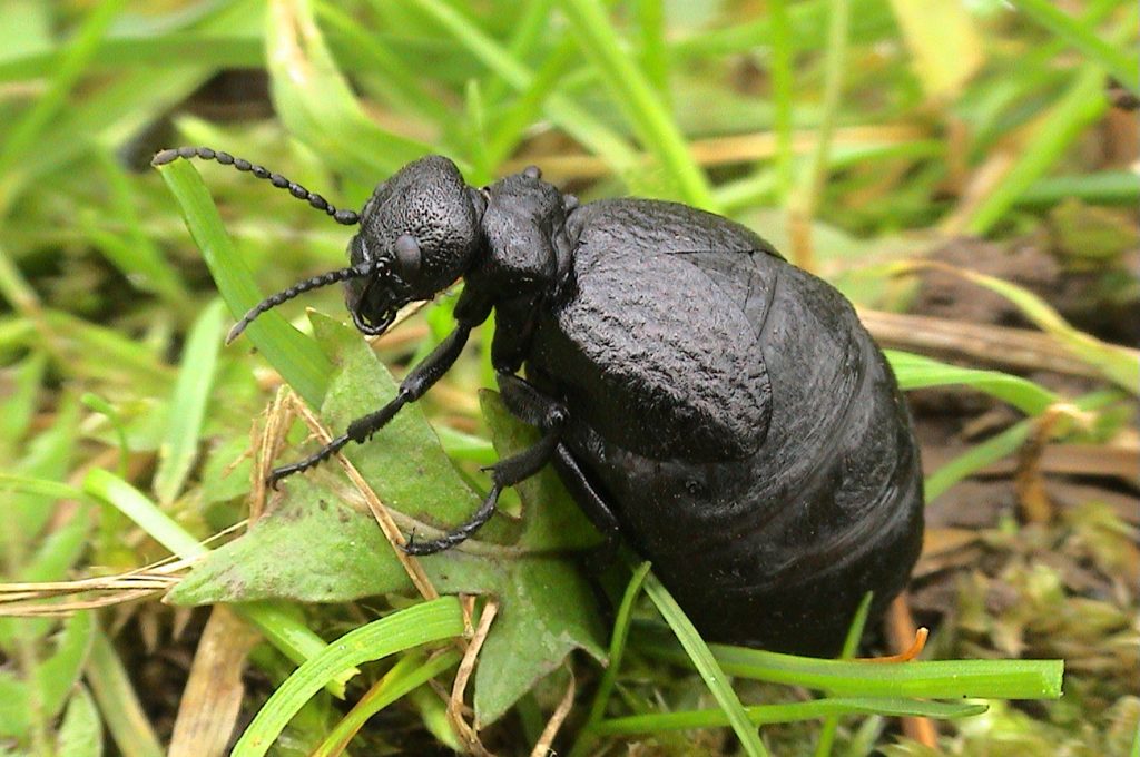 Mediterranean Oil Beetle (C) John Walters