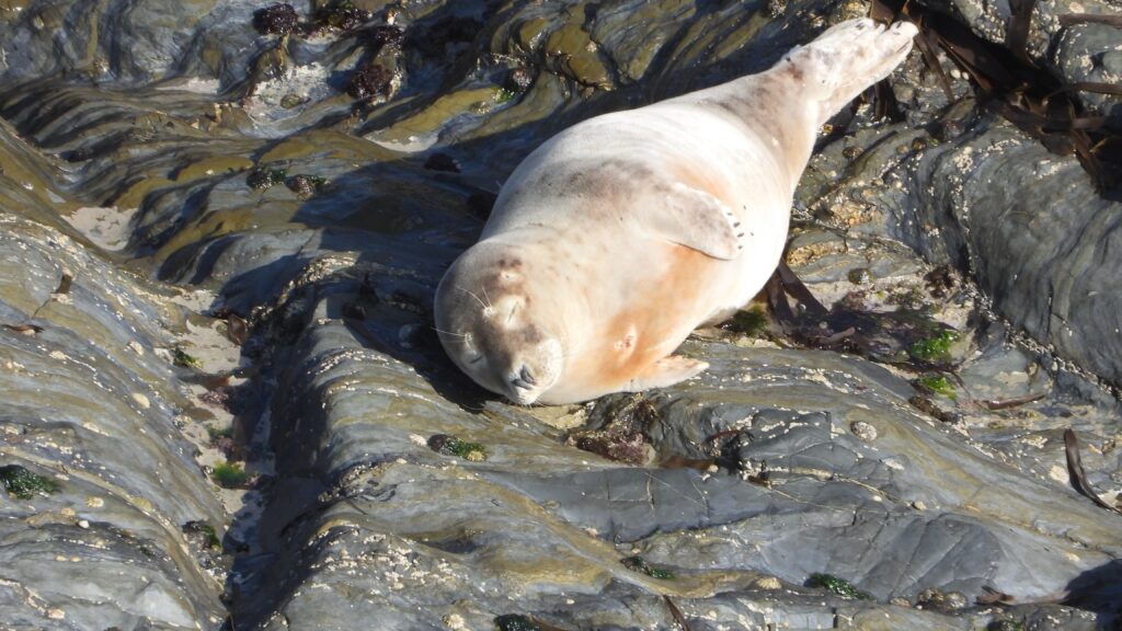 An all over off white seal pup lies on an uneven large grey rock. The seal has it's eyes closed and lies to one side with both flippers visible against it's sides. The seal has a round belly, narrowing towards the tail, and a large head with fairly long snout.