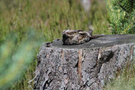 A nightjar sits on top of a flat tree trunk with blurred green vegetation in the background. The bird is the same mottled brown-grey as the tree trunk and is hard to see as the wings are tucked in, no legs or feet are visible, and the short neck and beak give the bird the appearance of a piece of wood.