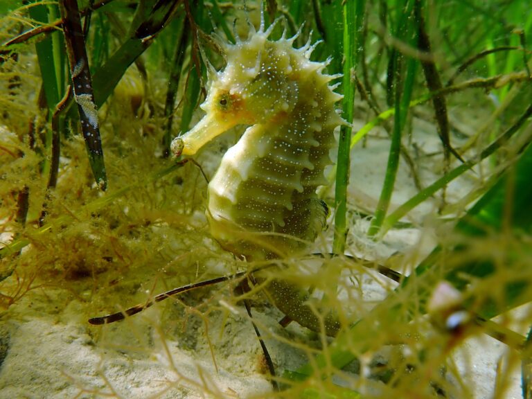 Hippocampus guttulatus, Neil Garrick-Maidment, The Seahorse Trust