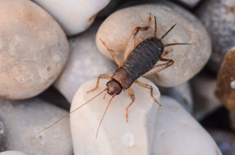 Atop a background of pale round pebbles, a small cricket is resting. It has a solid, dark grey-black, ridged abdomen, a coppery brown head and bosy, and pale brown-beige legs. There are two long, thin antennae protruding from the top of the head, facing in front of the cricket, and three dark, pointed tails protruding from the rear of the cricket.