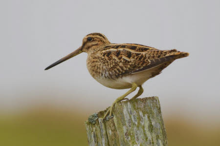 A snipe stands on a wooden fencepost against a blurred background of grey sky and green vegetation. The long straight, brown beak is two thirds the length of its body. The bird has a pale off-white belly and legs and towards its rear. the head, wings, chest and back are all light brown with distinctive darker brown markings. On the head these are clear stripes going from front to rear, the rest of the body has broken stripe markings.