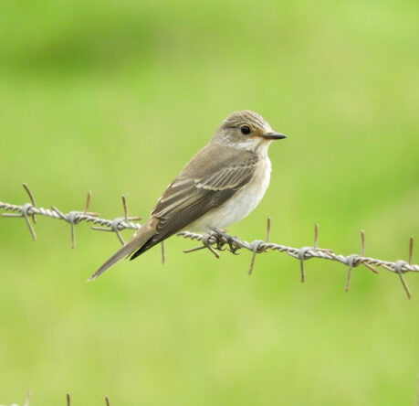 The spotted flycatcher sits on a horizontal stretch of barbed wire against a blurred green background. The bird is facing away from the camera but has its head turned towards the right. It is a small bird with pale brown head, cheeks, wings and back. Its neck and underbelly are white with grey streaks. The bird has black eyees and a pale eye ring, as well as a pointy black beak.