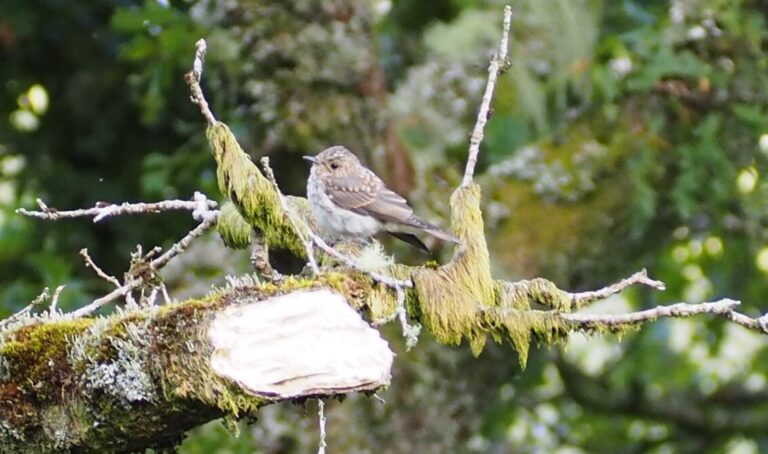 A spotted flycatcher sits on a broken tree branch that is covered in moss and lichens against a backdrop of broadleaf ancient woodland. The bird is seen from the side on, facing towards the left of the frame. It has a white underbelly that gets increasingly speckled with grey towards the bib. The head is light brown speckled with white and grey and has a small black eye and short thin dark brown beak. The back of the bird and its wings are dark brown-grey going lighter towards the edges of each feather. The wings are longer and more angular than the small round body of the bird so protrude beyond the rear of the birds body.