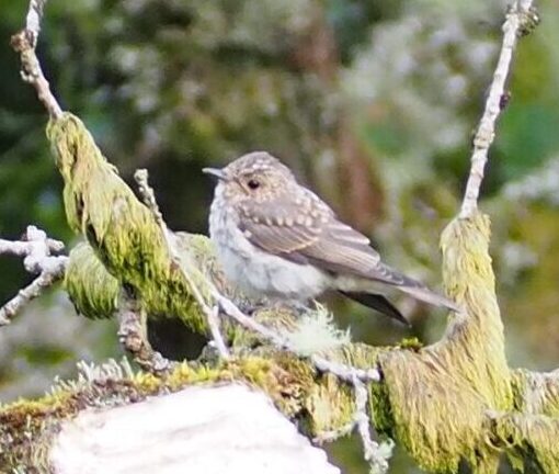 A spotted flycatcher sits on a broken tree branch that is covered in moss and lichens against a backdrop of broadleaf ancient woodland. The bird is seen from the side on, facing towards the left of the frame. It has a white underbelly that gets increasingly speckled with grey towards the bib. The head is light brown speckled with white and grey and has a small black eye and short thin dark brown beak. The back of the bird and its wings are dark brown-grey going lighter towards the edges of each feather. The wings are longer and more angular than the small round body of the bird so protrude beyond the rear of the birds body.