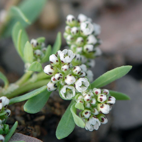 Strapwort - Peter Llewyn, UK Wildflowers