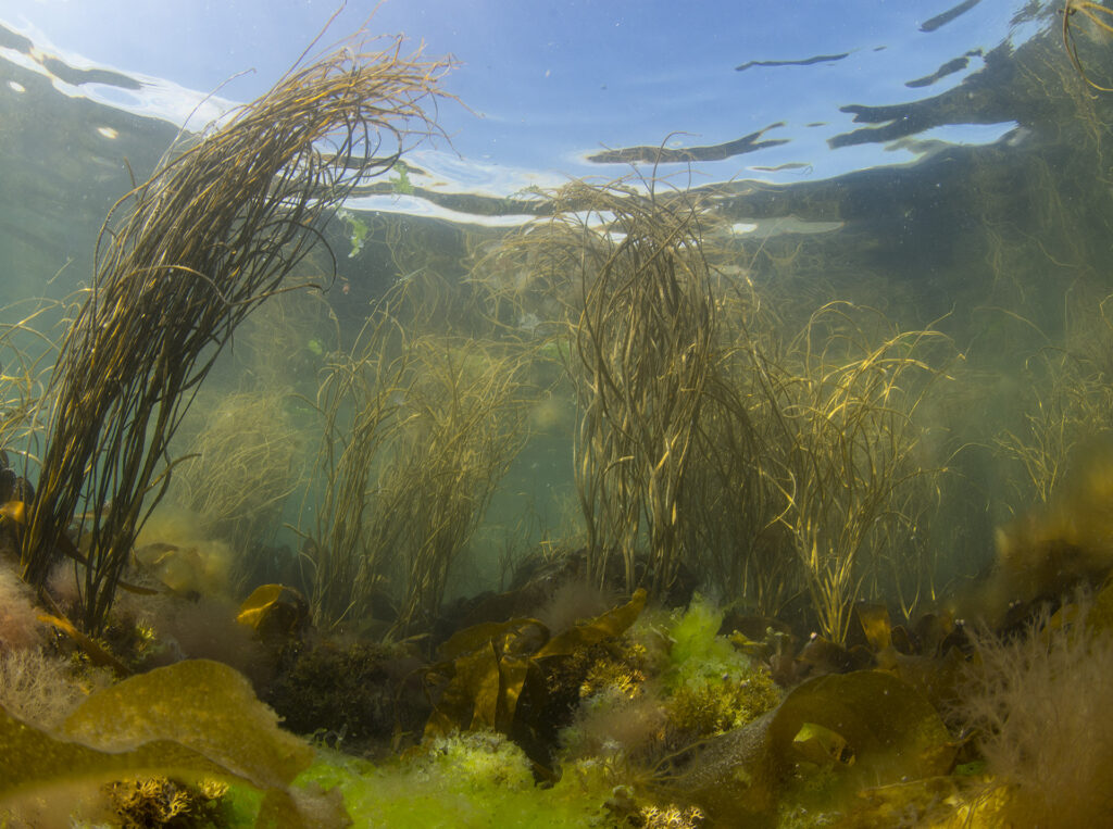 Thongweed, Wembury, Paul Naylor (marinephoto)