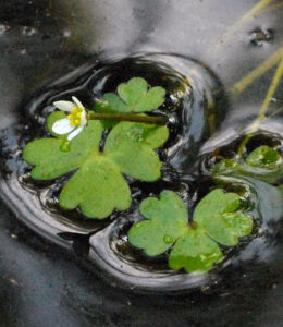 Three-lobed crowfoot - Peter Llewyn, UK Wildflowers
