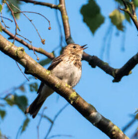 A tree pipit sits on a tree branch singing, against a backdrop of blue skies and other tree branches. The pale off-white belly is visible, as well as the mottled lght brown bib and head, with the dark wings and back mostly hidden from view by the branch. The birds small, thin, pointed beak is open in mid song.