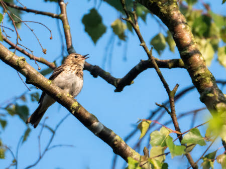 A tree pipit sits on a tree branch singing, against a backdrop of blue skies and other tree branches. The pale off-white belly is visible, as well as the mottled lght brown bib and head, with the dark wings and back mostly hidden from view by the branch. The birds small, thin, pointed beak is open in mid song.