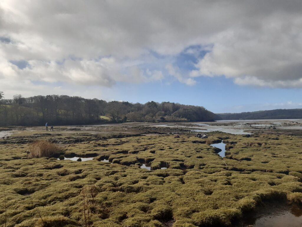Yealm Saltmarsh, Amelia Sturgeon