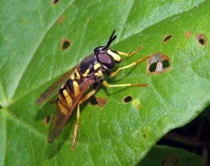 A variable meadow fly sits on a shiny green leaf. The fly has six yellow legs, a black and yellow striped abdomen and body, as well as clear light brown wings that lie flat parallel to the body. The large black eyes sit above a bright yellow mouthpart and between them are two short, stout, black antennae.