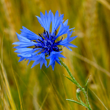 Cornflower - Peter Llewellyn