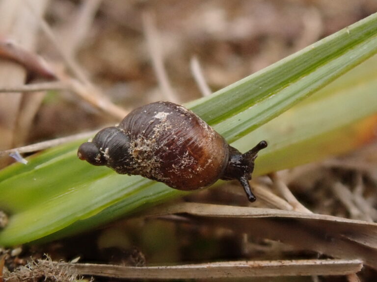 A sandbowl snail moves across a long thing leaf against a blurred background od dead vegetation lying on the floor. The snails dark brown- black head is visible poking outside of the shell with antennae raised. The conical shell appears three or four times the length of the head of the snail and gets darker brown-black towards the tip and is a light brown- amber towards the head of the snail.