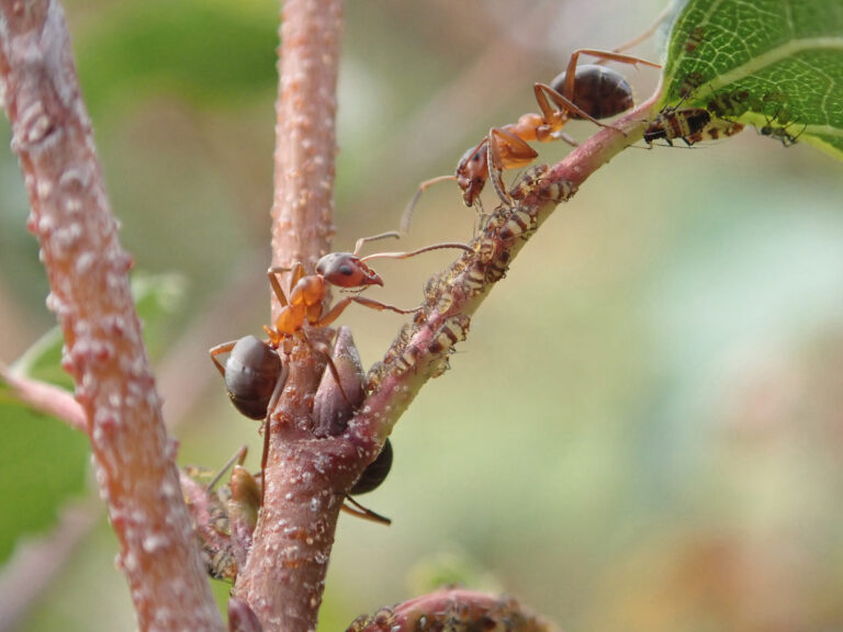 Two narrow-headed ants can be seen on a forked birch branch against a blurred background. The ants have dark brown, large teardrop-shaped abdomens and long, slim orange-red bodies, legs and faces. The two ants face each other on the branch. The ants to the right is walking away from a partially visible leaf holding small black aphids that the ants farm.