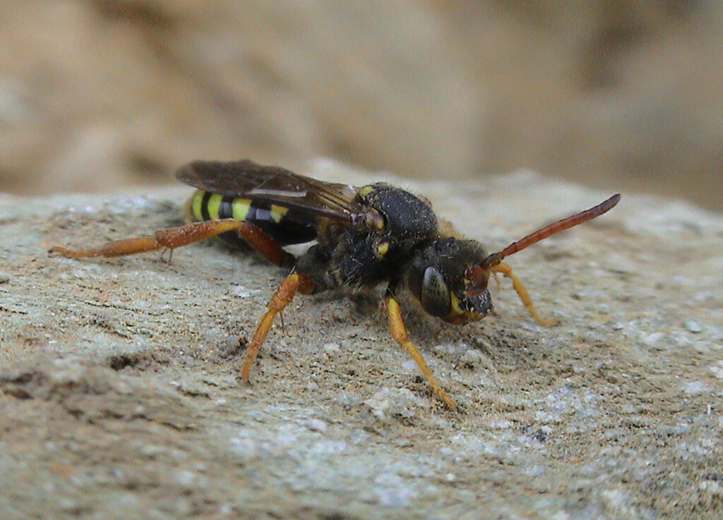 A six banded nomad sits on a grey rock facing the bottom right corner of the photo. It has orangey-yellow legs, oragey brown antennae, a black and yellow striped abdomen and a fuxxy black body and head. The dark, clear wings lay on top of one another against the abdomen, the large dark eyes are just below the antennae on on the head, and a lighter, yellowey mouthpart is just visible below those.