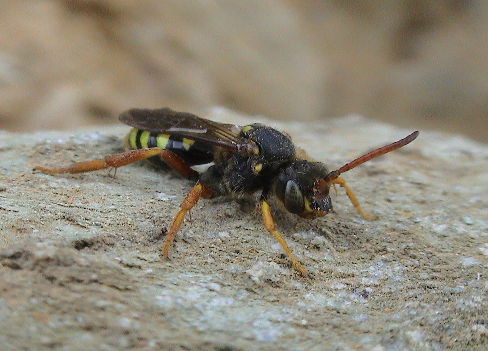 A six banded nomad sits on a grey rock facing the bottom right corner of the photo. It has orangey-yellow legs, oragey brown antennae, a black and yellow striped abdomen and a fuxxy black body and head. The dark, clear wings lay on top of one another against the abdomen, the large dark eyes are just below the antennae on on the head, and a lighter, yellowey mouthpart is just visible below those.