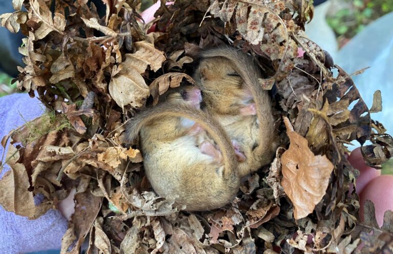 Two hazel dormice are curled up within a nest of dry leaves that someone is holding up. The two dormice are side by side with their heads towards the top of the photo and their bums at the bottom, both facing to the right. They are golden yellow-brown on the back, head and sides and white on the belly, with furry darker grey brown tails that wrap around the bodies that are curled in on themselves. The dormice have pink hairless noses and four feet that are scrunched in on themselves as they sleep/hibernate with their eyes closed.