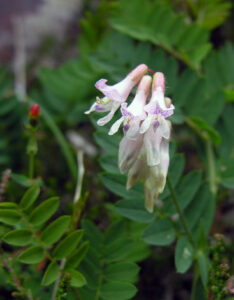 Wood bitter-vetch - Peter Llewellyn