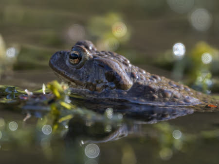 Common toad, Barry Edwards - National Trust Images