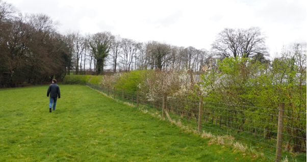 A field with a new hedge planted to screen security fencing and solar panels in the next field.