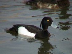 A tufted duck
