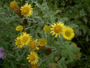Fleabane in flower