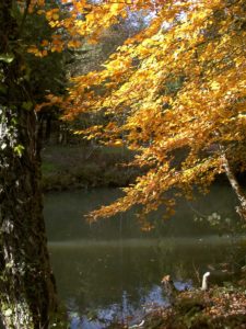Beech tree in autumn leaf
