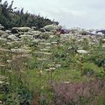 Giant Hogweed, tall, cow parsley like plant with thick bristly stems 